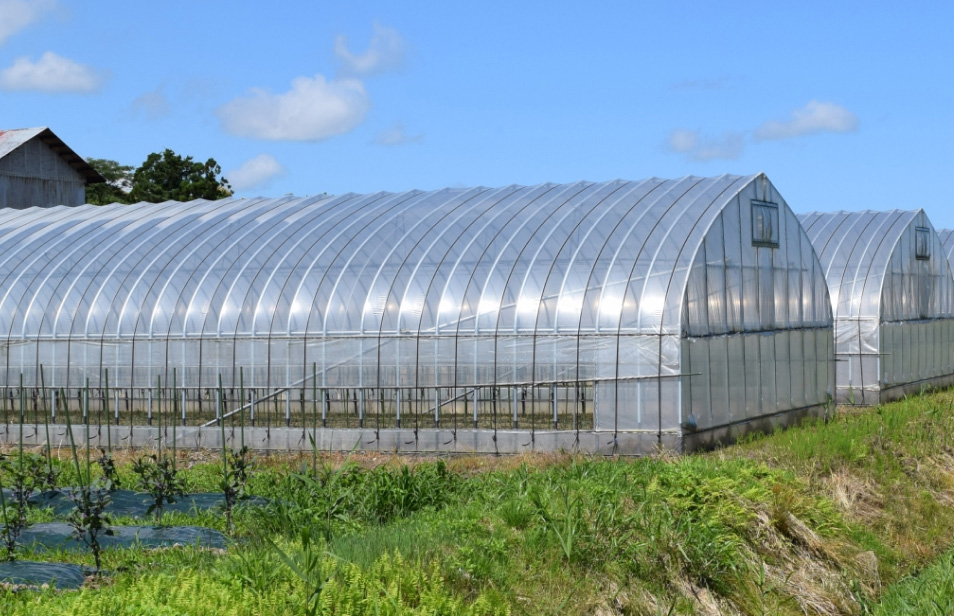 東京農業の魅力